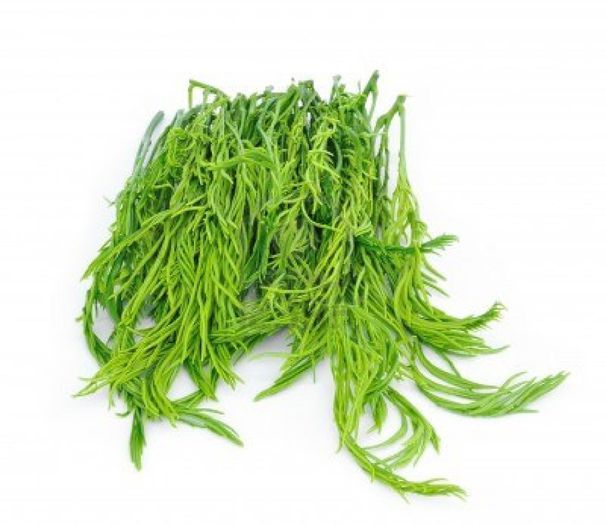 ACACIA PENNATA - 2-de vanzare 2019-2020-SEMINTE IERBURI FOLOSITOARE SI PLANTE MEDICINALE RARE