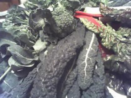 varza kale - KALE - NERO DI TOSCANA