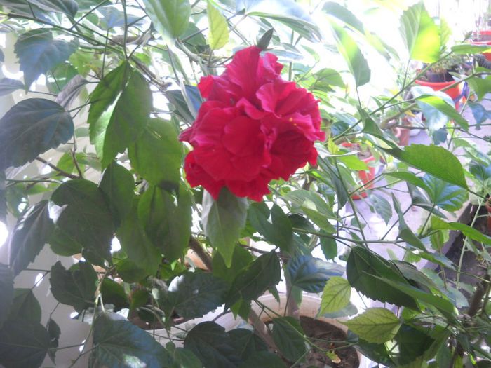 DSCN6664 - 0 floricele