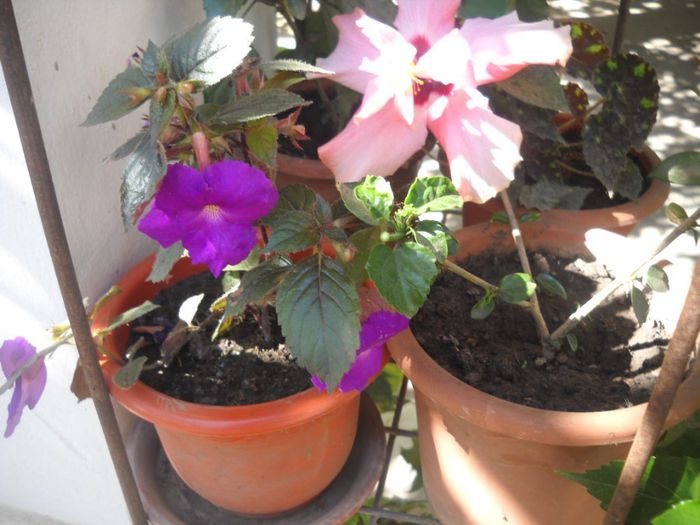 DSCN6668 - 0 floricele