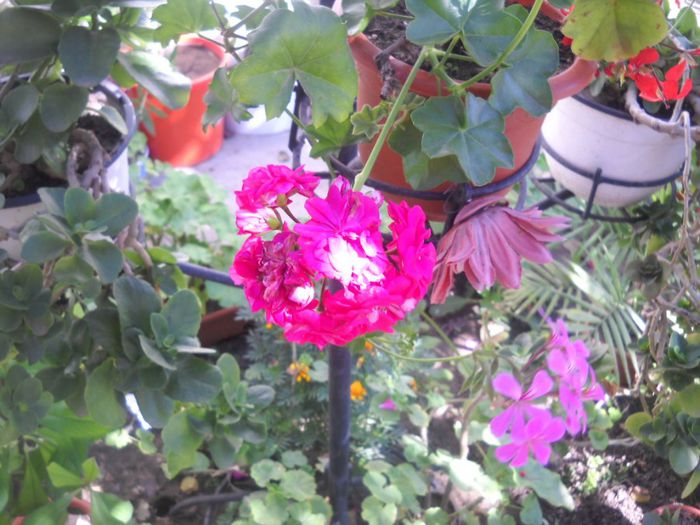 DSCN6669 - 0 floricele