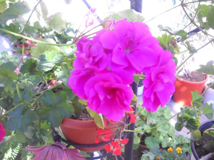 DSCN6670 - 0 floricele