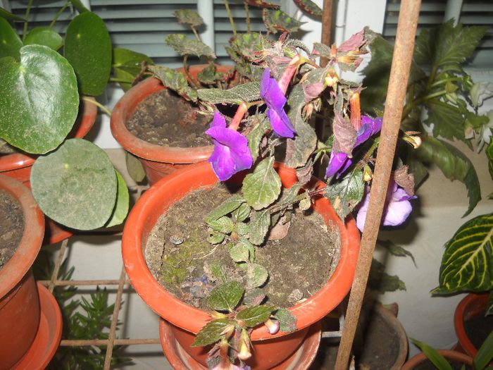 DSCN6682 - 0 floricele