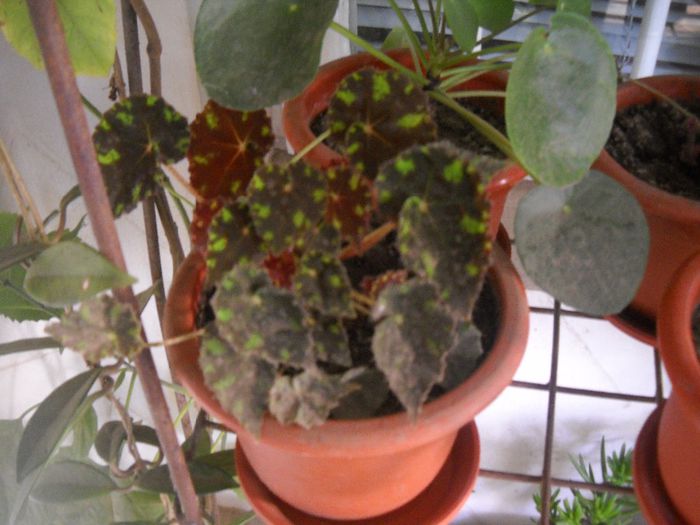 DSCN6683 - 0 floricele