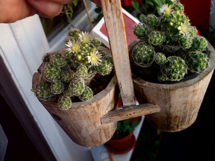 vetulas