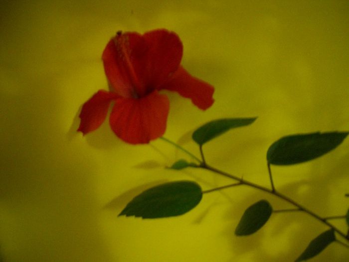 DSCN6695 - 0 floricele