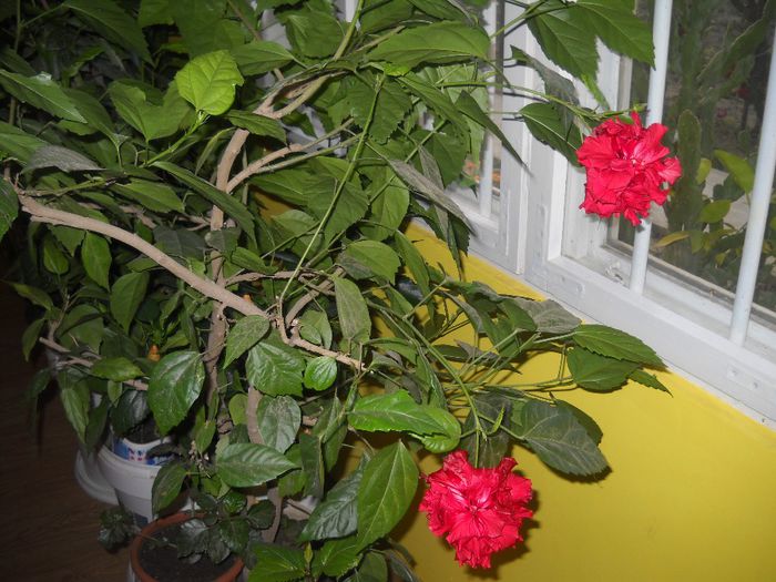 DSCN6716 - 0 floricele