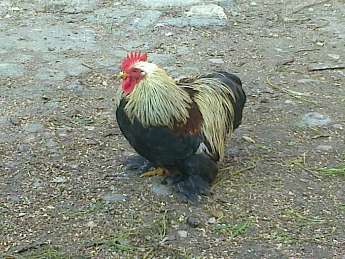 Cochinchina pitic mestecaniu