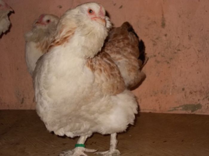 2013 - FAVEROLLES SOMON