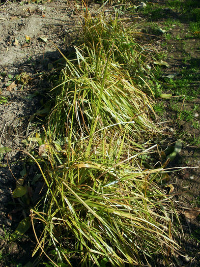 Samunna - Cyperus esculentus var. sativus - Gradina de legume 2013