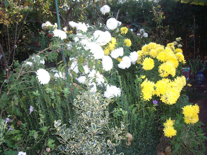 IMGP5661 - toamna 2013