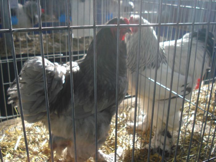 DSC07511 - EXPOFAUNA  AGRONOMIE BUCURESTI