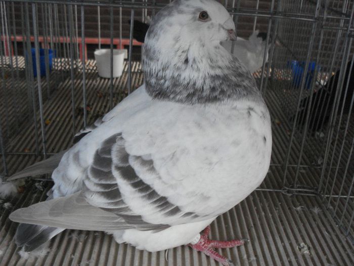 DSC07564 - EXPOFAUNA  AGRONOMIE BUCURESTI