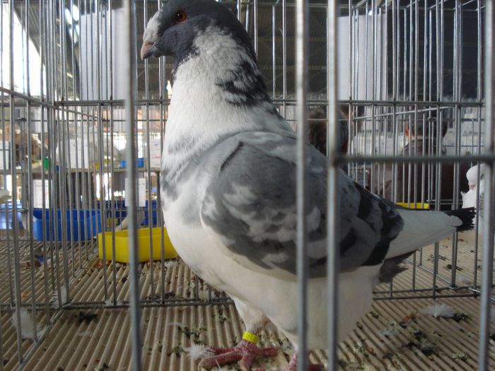 DSC07565 - EXPOFAUNA  AGRONOMIE BUCURESTI