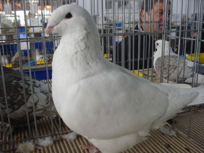 DSC07566 - EXPOFAUNA  AGRONOMIE BUCURESTI