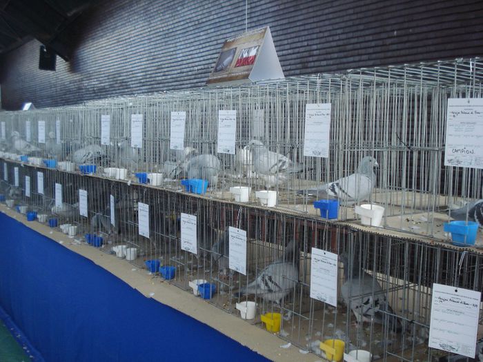 DSC07567 - EXPOFAUNA  AGRONOMIE BUCURESTI