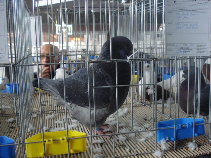 DSC07568 - EXPOFAUNA  AGRONOMIE BUCURESTI