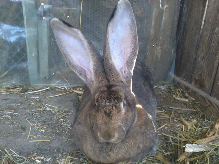 avem urechi nu gluma - Femela urias german gri 10 luni 2013 Printesa aproape 10 kg MERITA VAZUT