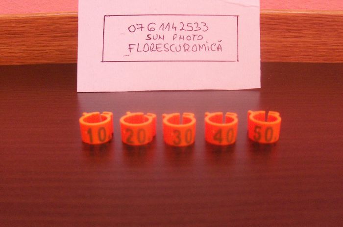 Copy of inele si cleme porumbei 432