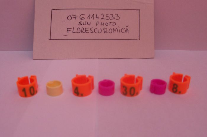 Copy of inele si cleme porumbei 452