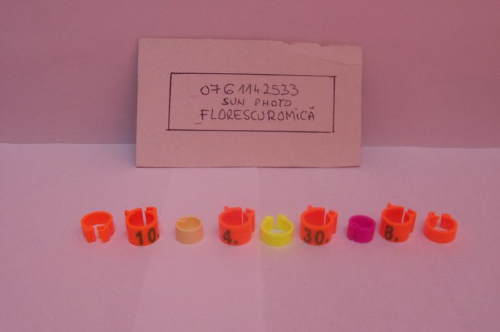 Copy of inele si cleme porumbei 454