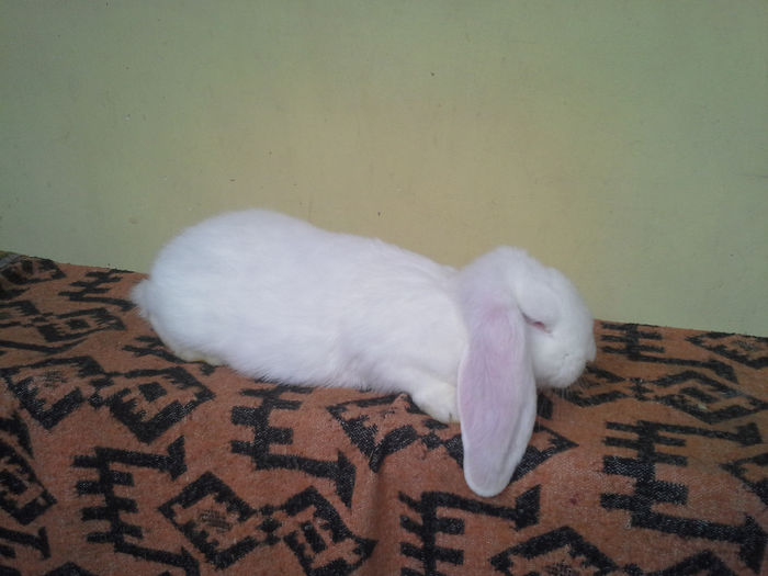 pui femela berbec german