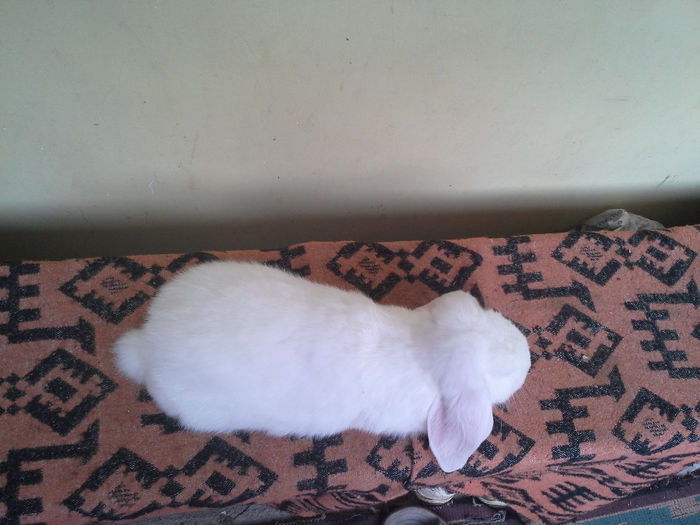 achizitie Marius Tarta