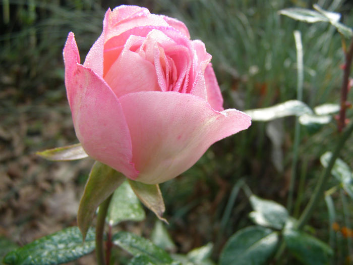 P1018667