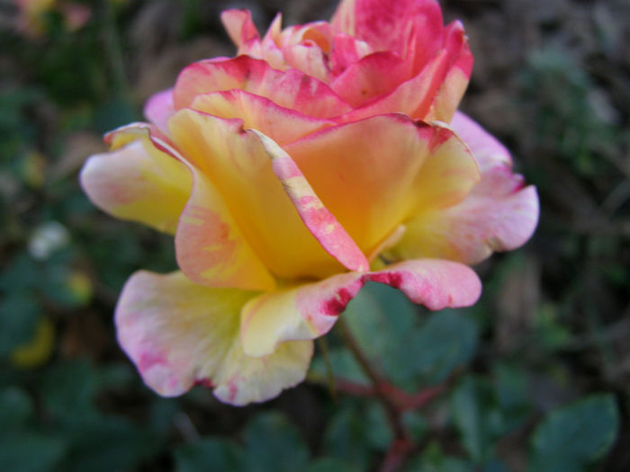 P1018671
