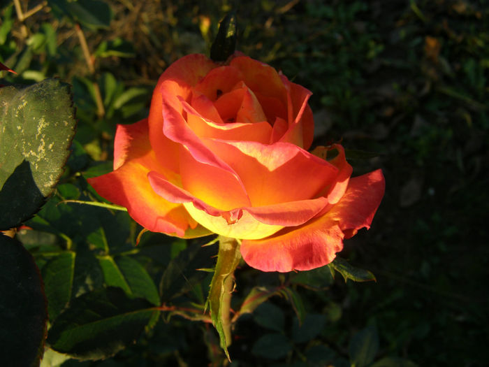 P1018672