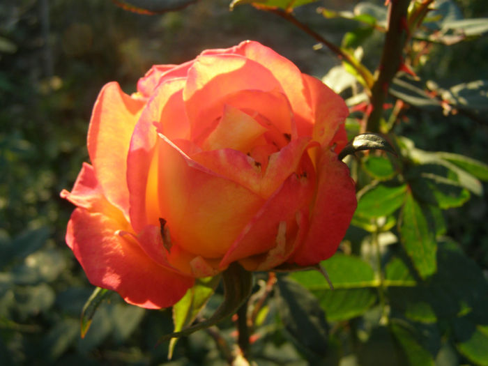 P1018673