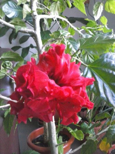 Hibiscus Rosu batut (1)