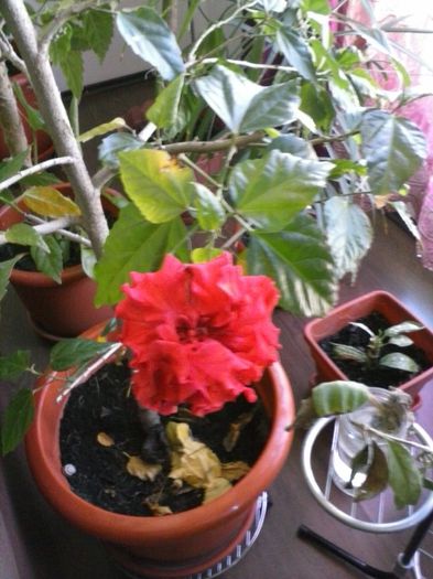 Hibiscus Rosu batut (3)