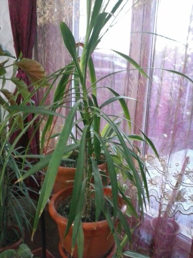 Dracaena Marginata (1)