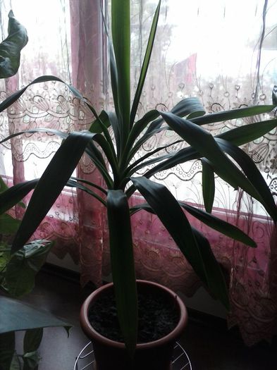 Yucca (1)