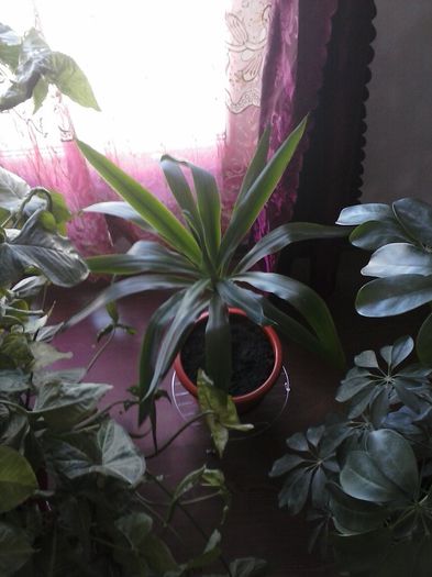 Yucca