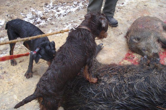 foto halmagiu 5 luni - jagdterrier sagu arad