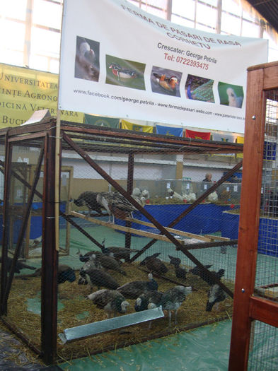 DSC08458 - u EXPOFAUNA BUCURESTI NOIEMBRIE 2013