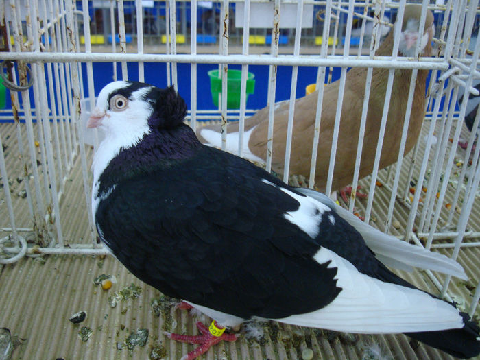 DSC08530