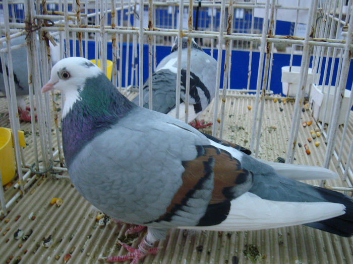 DSC08543