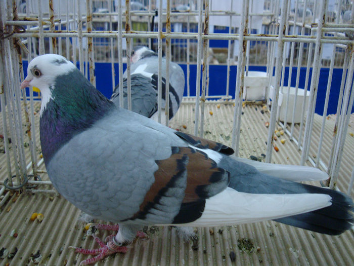 DSC08548