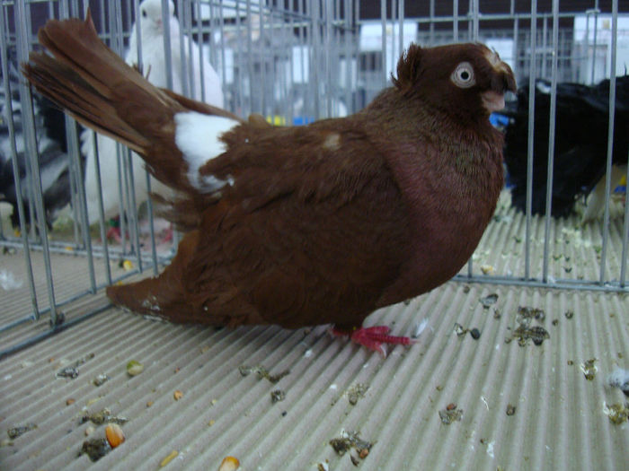DSC08559