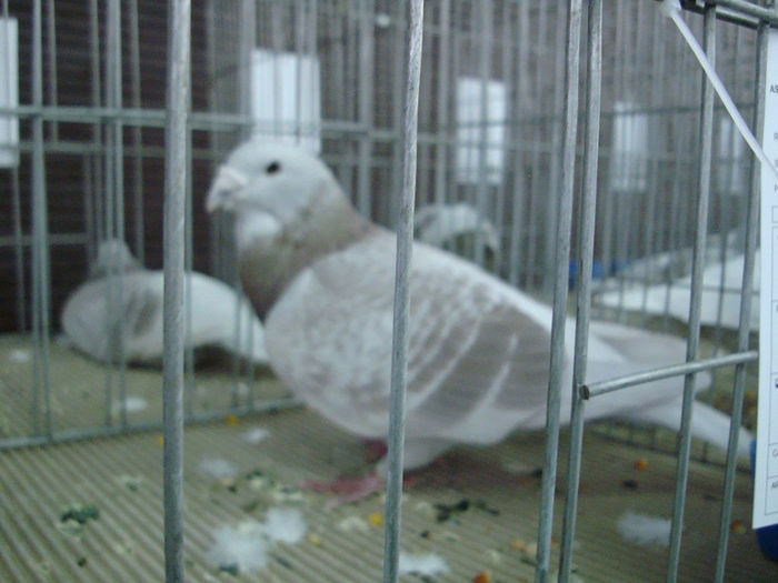 DSC08595