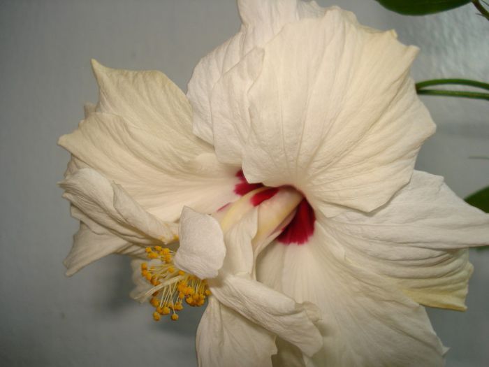 DSC05935 - FLORI 2013