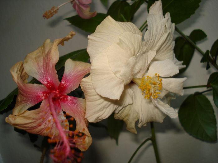 DSC05963 - FLORI 2013