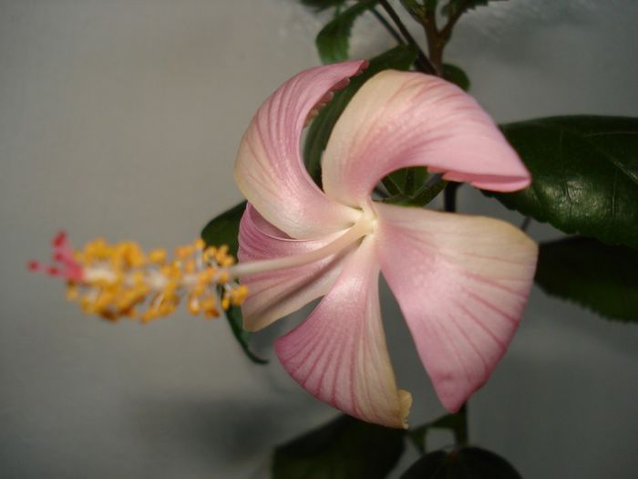 DSC05958 - FLORI 2013