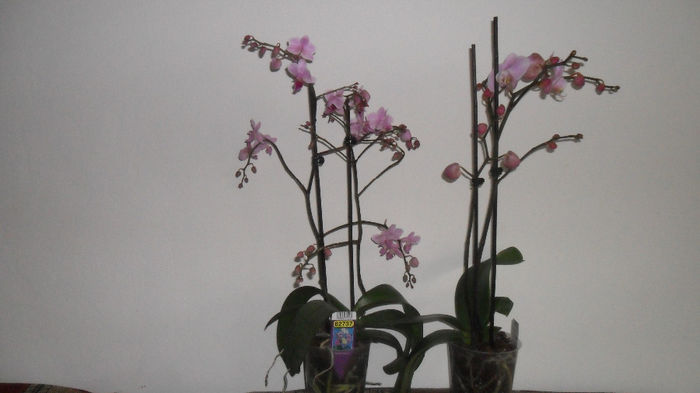Cele 2 orhidute  2913 001 - phalaenopsis