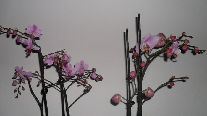Cele 2 orhidute  2913 002 - phalaenopsis