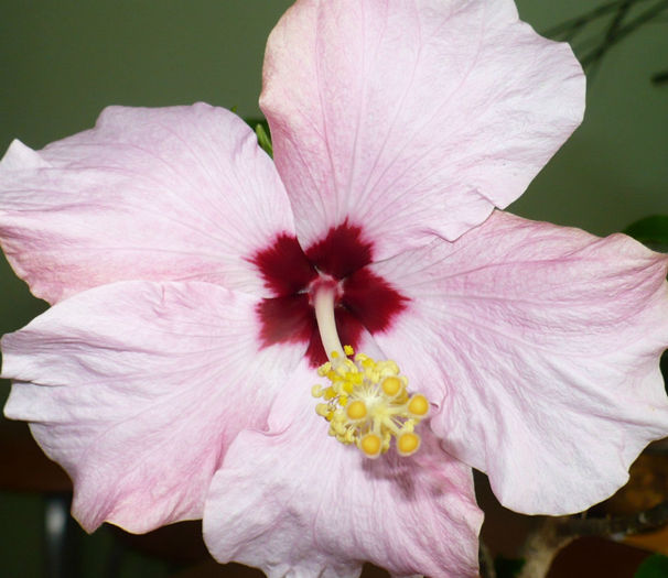 P1480952 - hibiscusi 2013