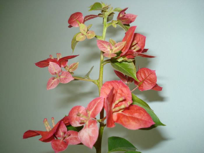Sundown Orange ? - BOUGAINVILLEA
